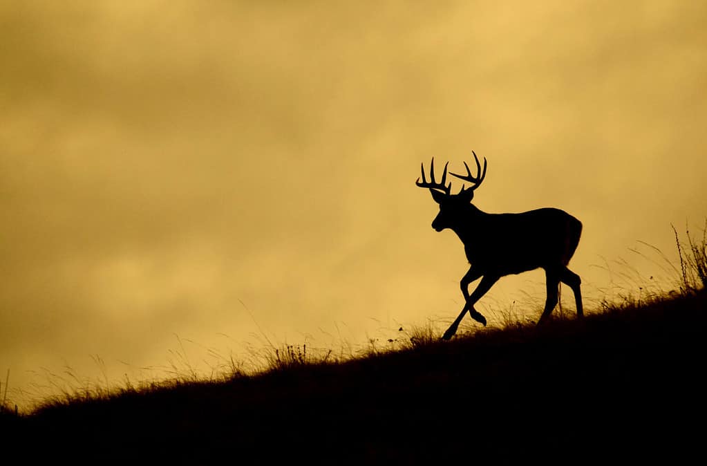 Whitetail buck running along a ridge top during deer hunting season, silhouetted against the sky