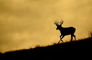 The Top 5 Reasons Pennsylvania Is the Best State for Deer Hunting Picture