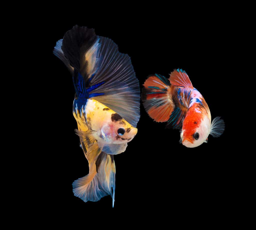 Mating season of fish in nature.Multi color Siamese fighting fish(Rosetail)(Half Moon),fighting fish,Betta splendens,on black background,Betta Fancy Koi Half Moon Plakat