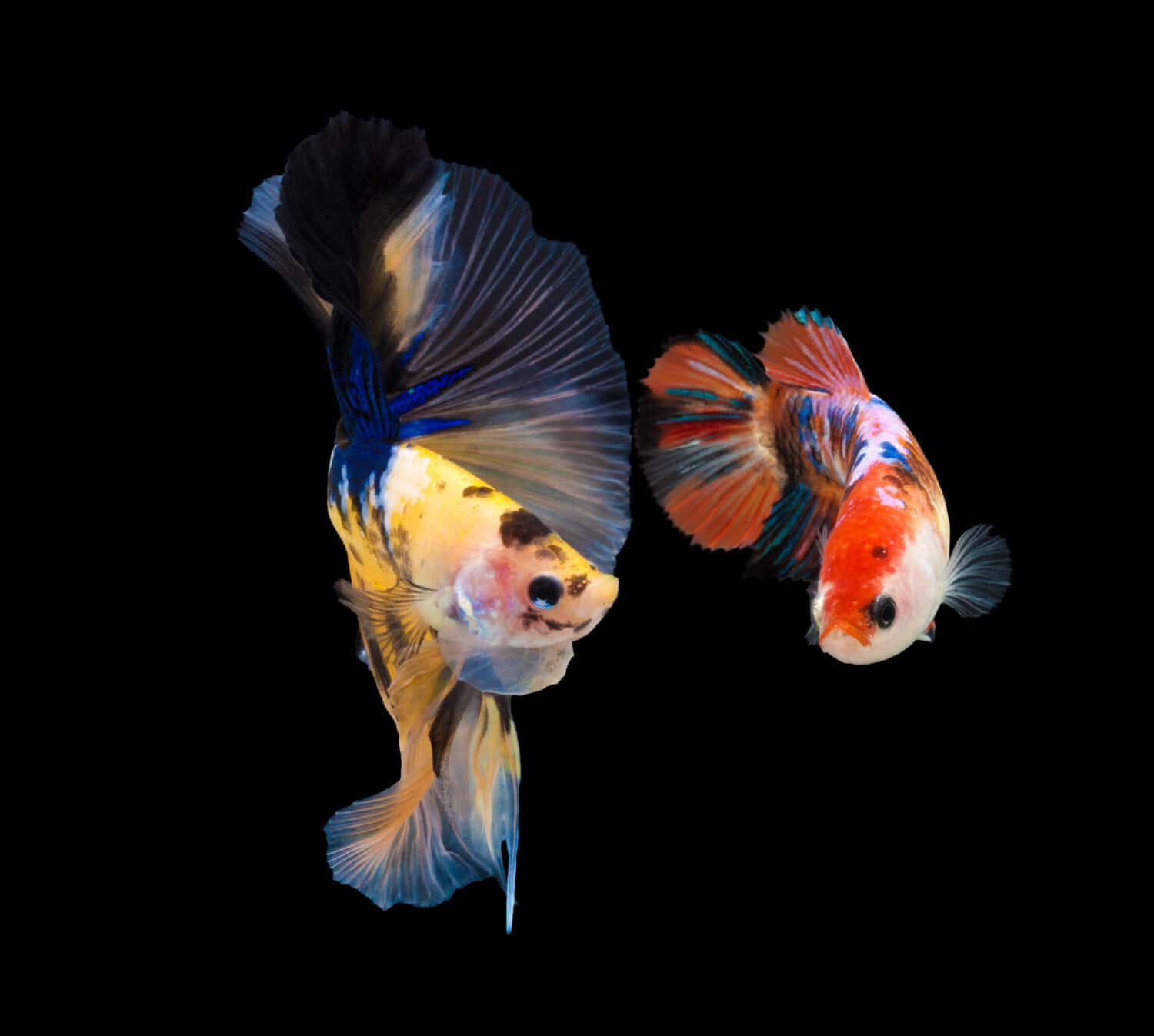Mating season of fish in nature.Multi color Siamese fighting fish(Rosetail)(Half Moon),fighting fish,Betta splendens,on black background,Betta Fancy Koi Half Moon Plakat