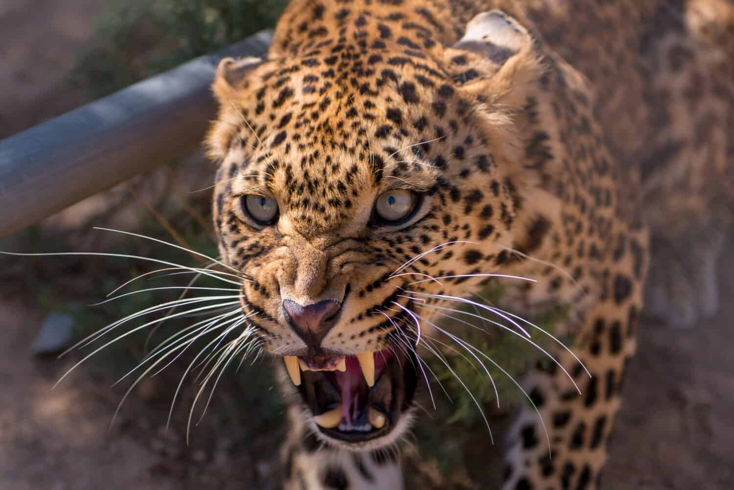 an angry female cheetah/crawling leopard/africa safari park