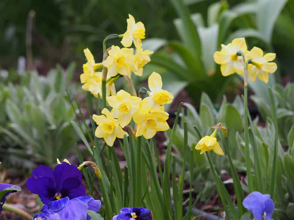 Bright yellow Daffodil flowers