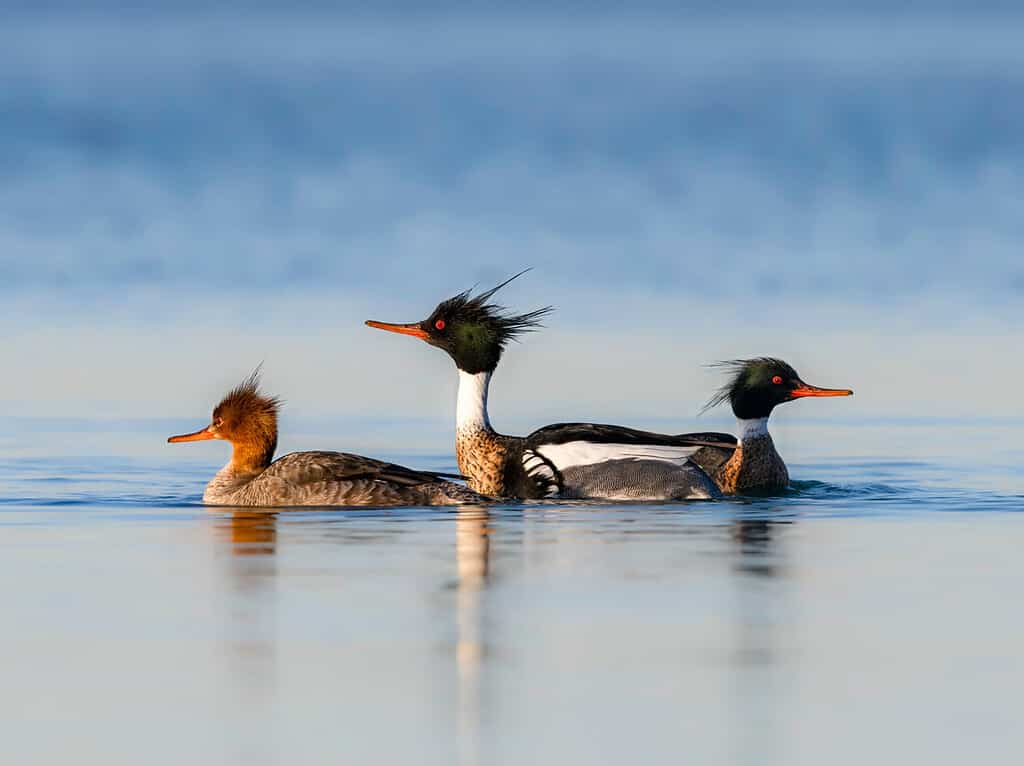 Male and Female Red-breasted Mergansers Swimming