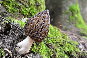 How Many Different Types of Mushrooms Are There? Picture