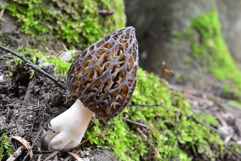 One single nice and healthy specimen of Morchella conica or Black Morel mushroom, grew up next to a beech tree covered with moss