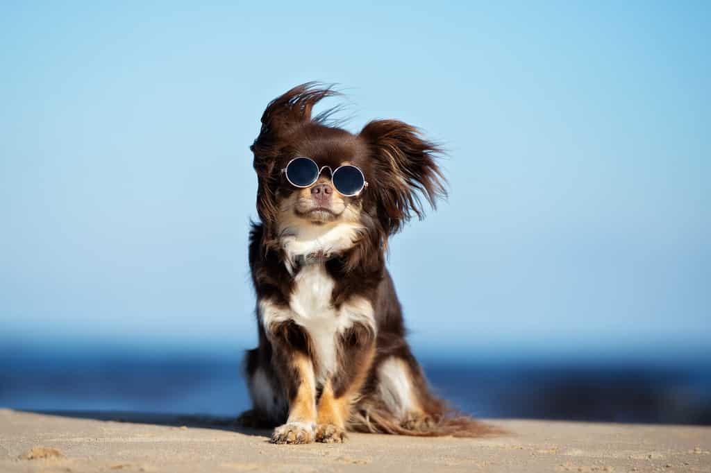 funny chihuahua dog posing on a beach in sunglasses