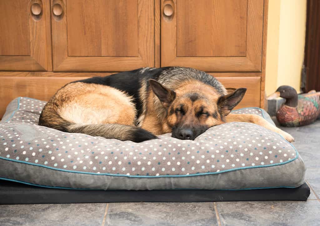 A peaceful scene of a German Shepherd dog enjoying a restful sleep on a cozy bed.