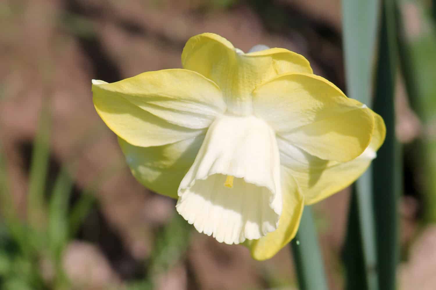 Yellow flower of Daffodil (Narcissus) cultivar Avalon from Large-cupped Group