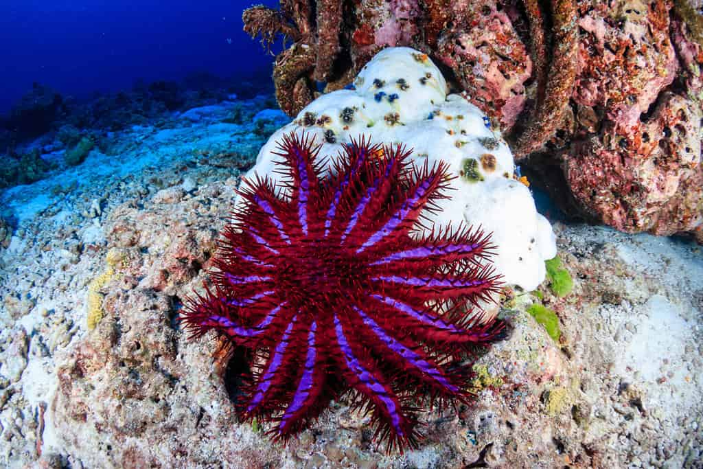 A Crown of Thorns Starfish feeds on a bleached, dead hard coral on a tropical reef.