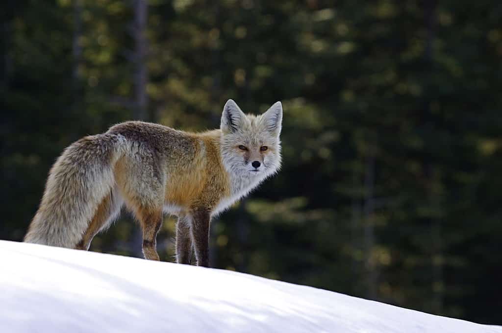 Red Fox (rare Cascade subspecies) in Winter Habitat in the Cascade Mountains, Mount Rainier National Park, Washington; Pacific Northwest wildlife / animal / nature / outdoors / recreation