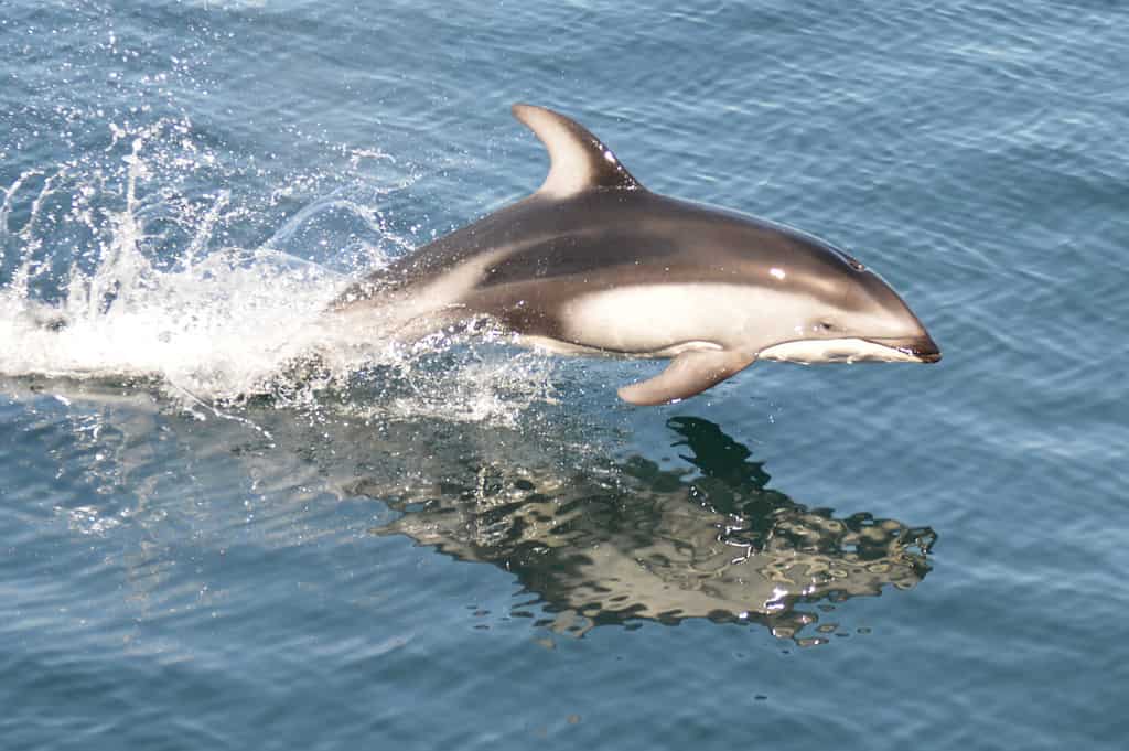 Jumping Pacific white-sided dolphin. British Columbia.