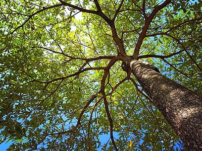 When Is The Best Time to Trim Trees: Tips and Tricks - A-Z Animals