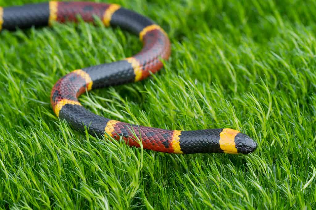 Venomous Eastern Coral Snake (Micrurus fulvius)