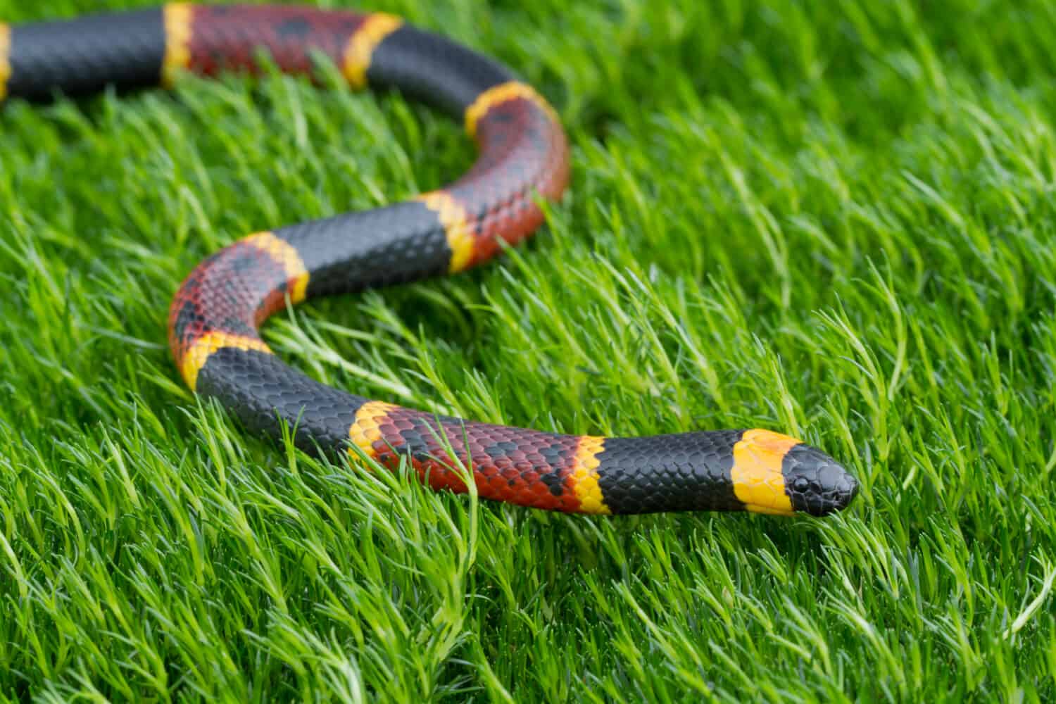A coral snake on green grass.