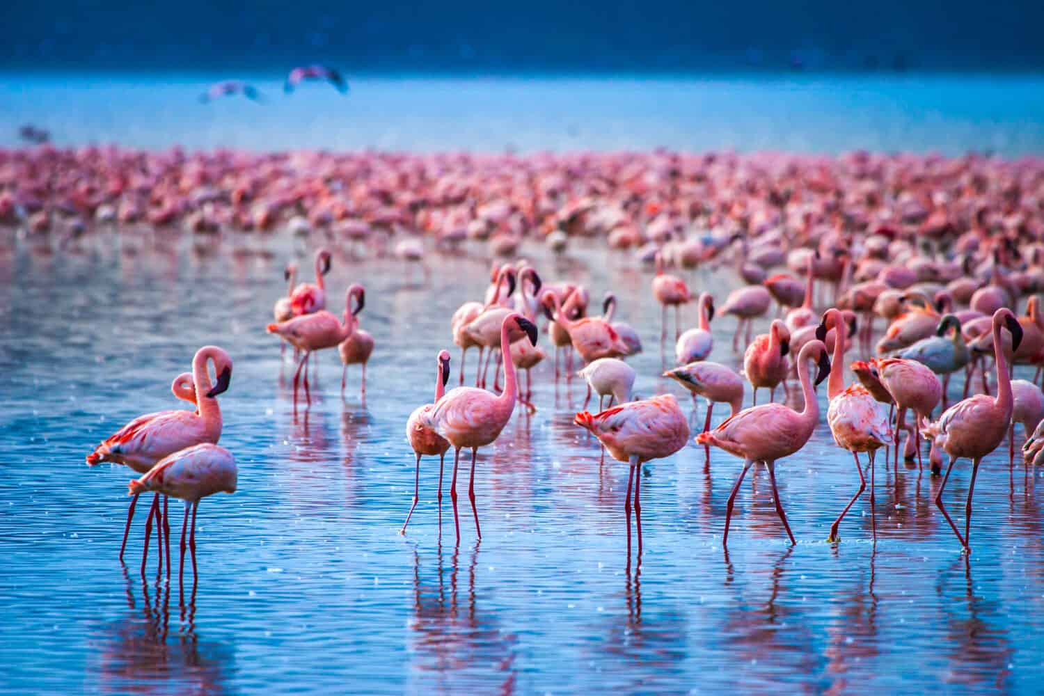 Africa. Kenya. Lake Nakuru. Flamingo. Flock of flamingos. The nature of Kenya. Birds of Africa.