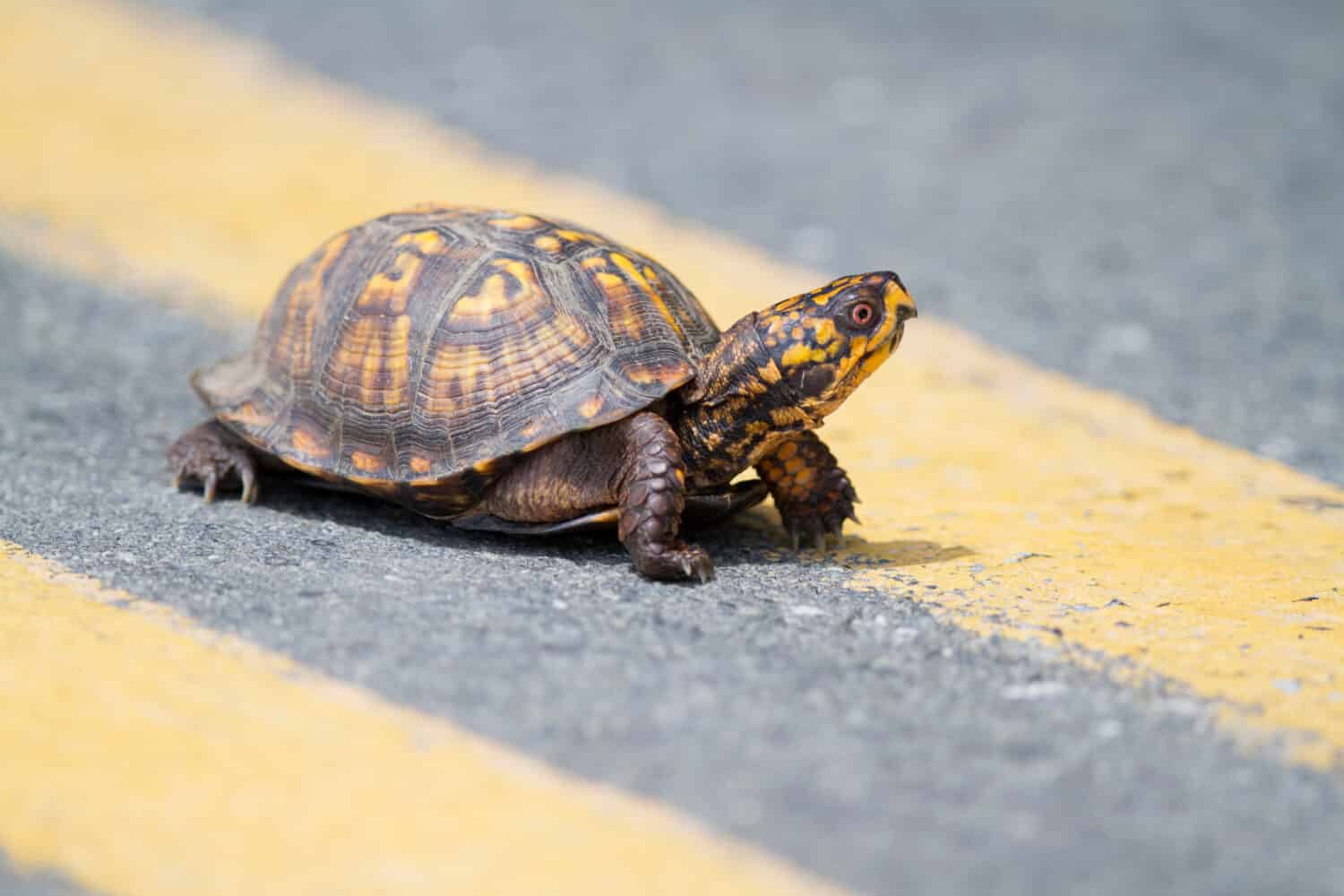 All about box turtles - Welcome Wildlife