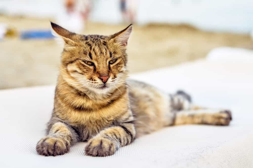 Sunset view to Dragon Li cat laying and chilling on sunchair and looking forward. Konnos Beach, Ayia Napa. Cyprus