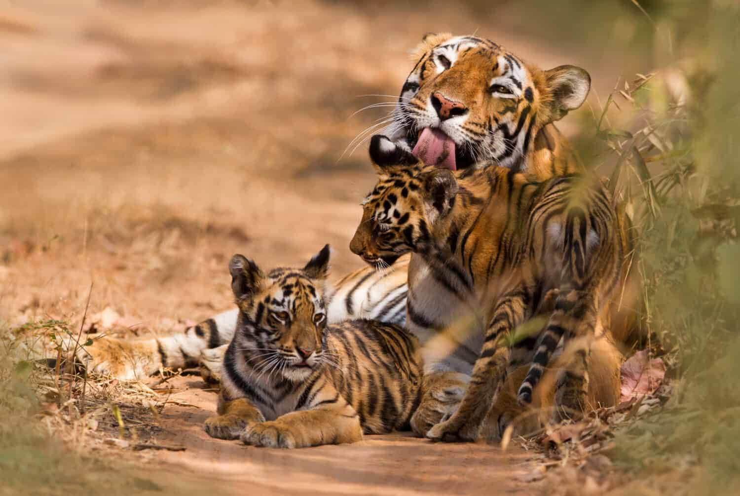 Unbelievable Sight as a Huge Family of 6 Fully Grown Tigers Seen Traveling Together - A-Z Animals