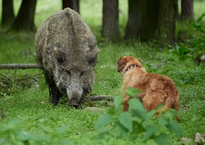 That Moment, a Wild Boar Attacks a Man… And a Heroic Dog Saves Him Picture