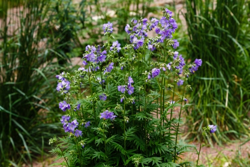 Polemonium caeruleum, known as Jacob's-ladder or Greek valerian, is a hardy perennial flowering plant. The plant was used as a medicinal herb.