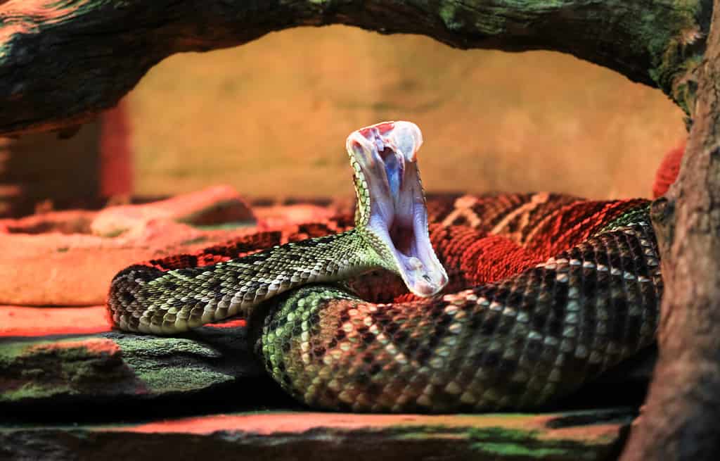 An adult eastern diamondback rattlesnake (Crotalus adamanteus) in mid-strike, revealing its fangs and inner mouth.