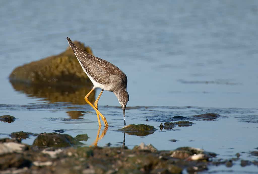 Lesser Yellowlegs on rocky shoreline