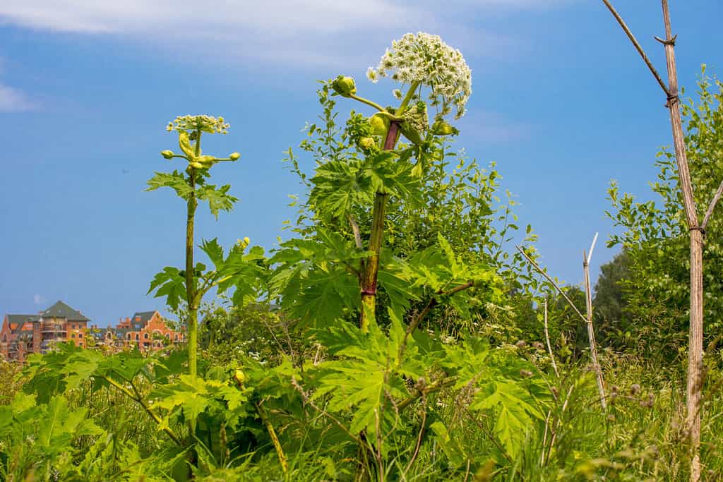 Giant Hogweed, a giant hogweed against blue sky, Heracleum manteggazzianum