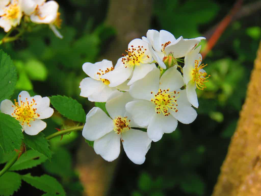 flowers of many flowered wild rose, Rosa multiflora,