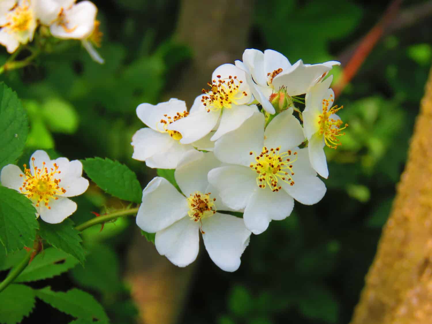 flowers of many flowered rose, Rosa multiflora,