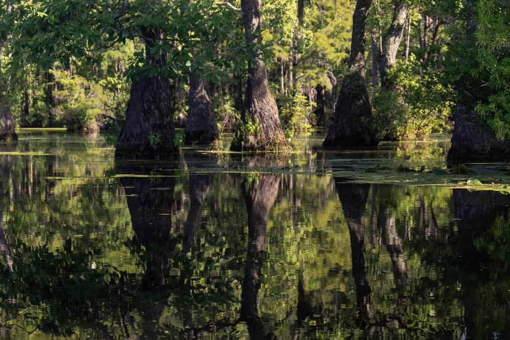 A Bald Cypress Swamp in the American South, North Carolina, USA