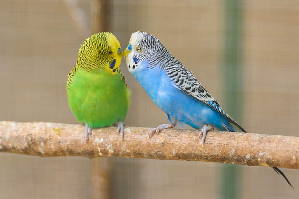 A pair of common parakeets is kissing on a branch