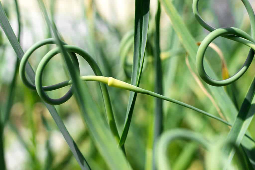 Growing green garlic closeup