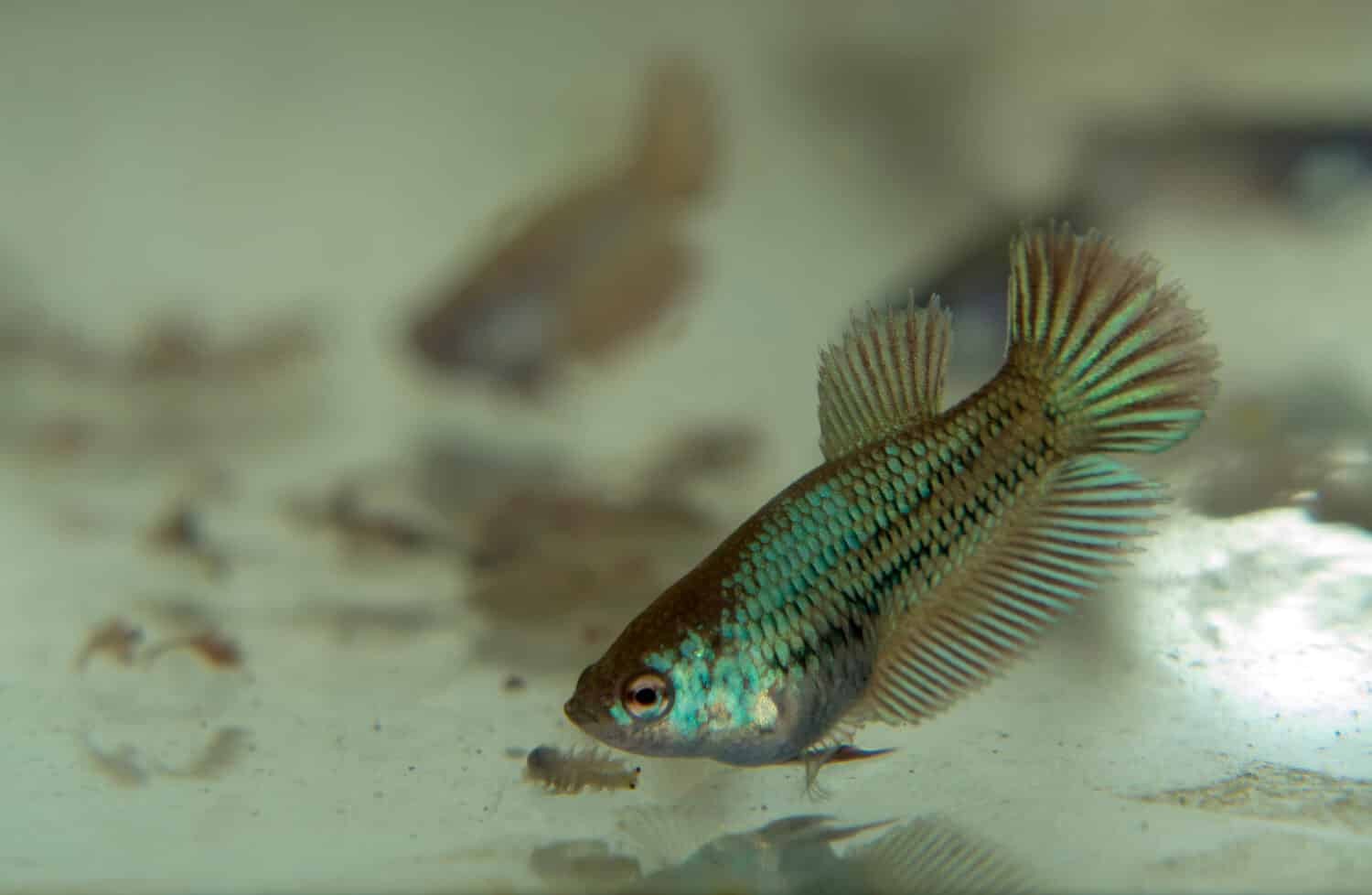 Feeding Baby Siamese Fighting Fish in the Aquarium with Frozen Baby Brine Shrimp