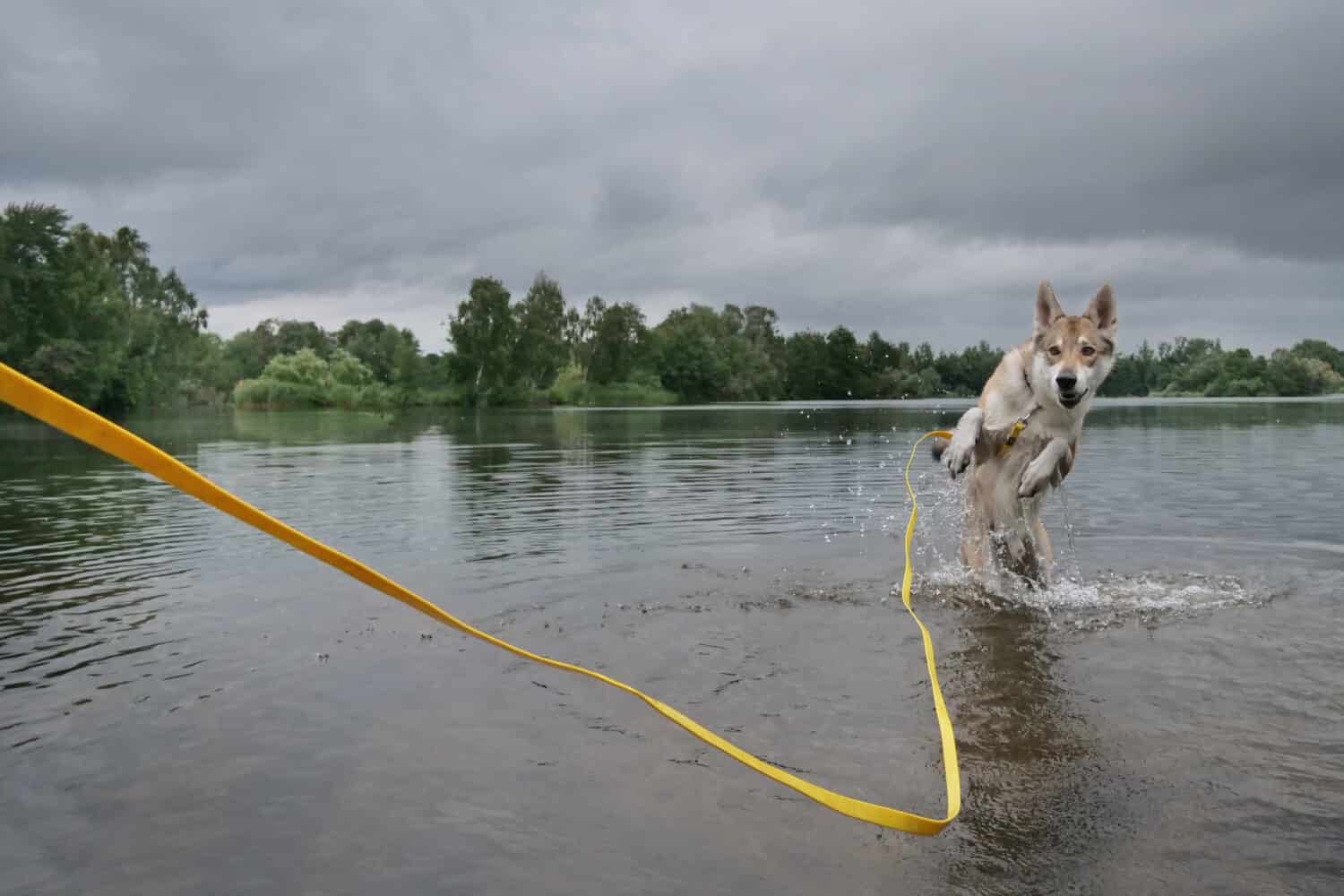 czech wolfdog with a long dog leash is jumping in the water of a lake
