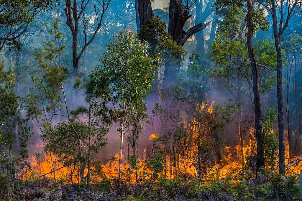 Back burning. the rural fire brigade conducts controlled burning in cooler months to avoid big forest fires in the hot months of the year.