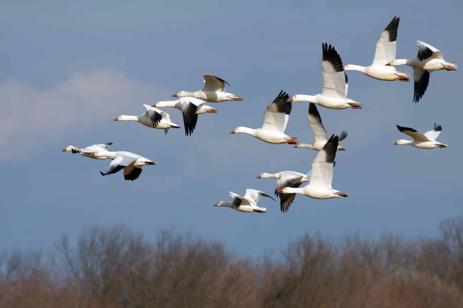 Snow Geese flying north during spring migration.