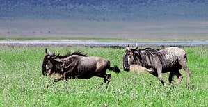 Watch This Wildebeest Turn Into a Fearless Gladiator and Battle a Hungry Lion Head-On Picture