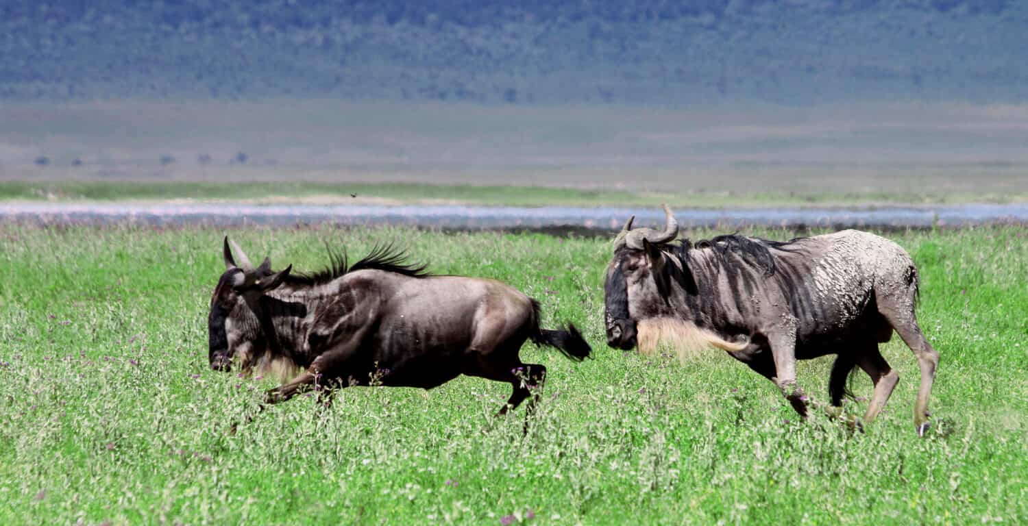Wildebeests running in an open field