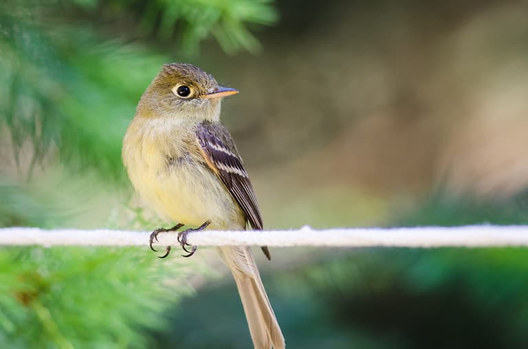 Alert Little Least Flycatcher Perched on a Clothesline