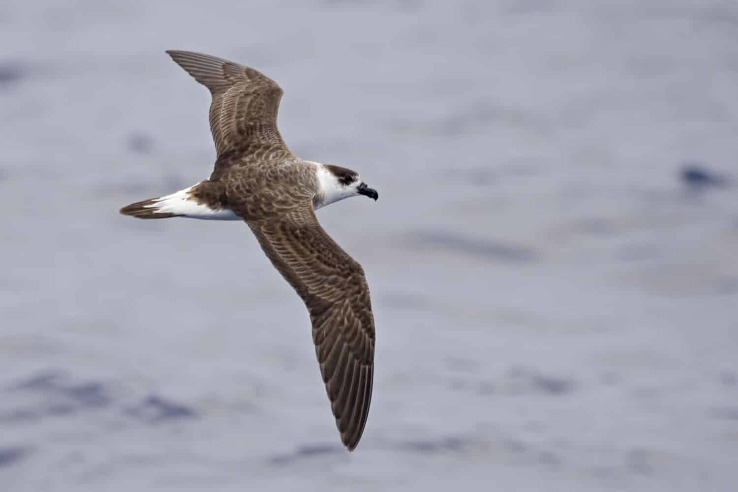 A Black-capped Petrel, Pterodroma hasitata in flight