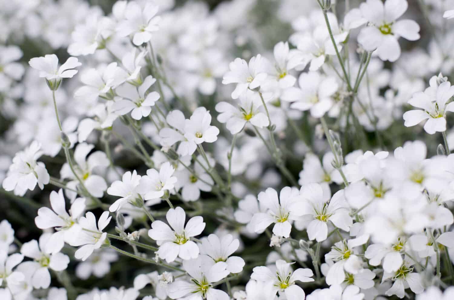 Cerastium tomentosum in bloom. Beautiful white summer flowers. Floral background.