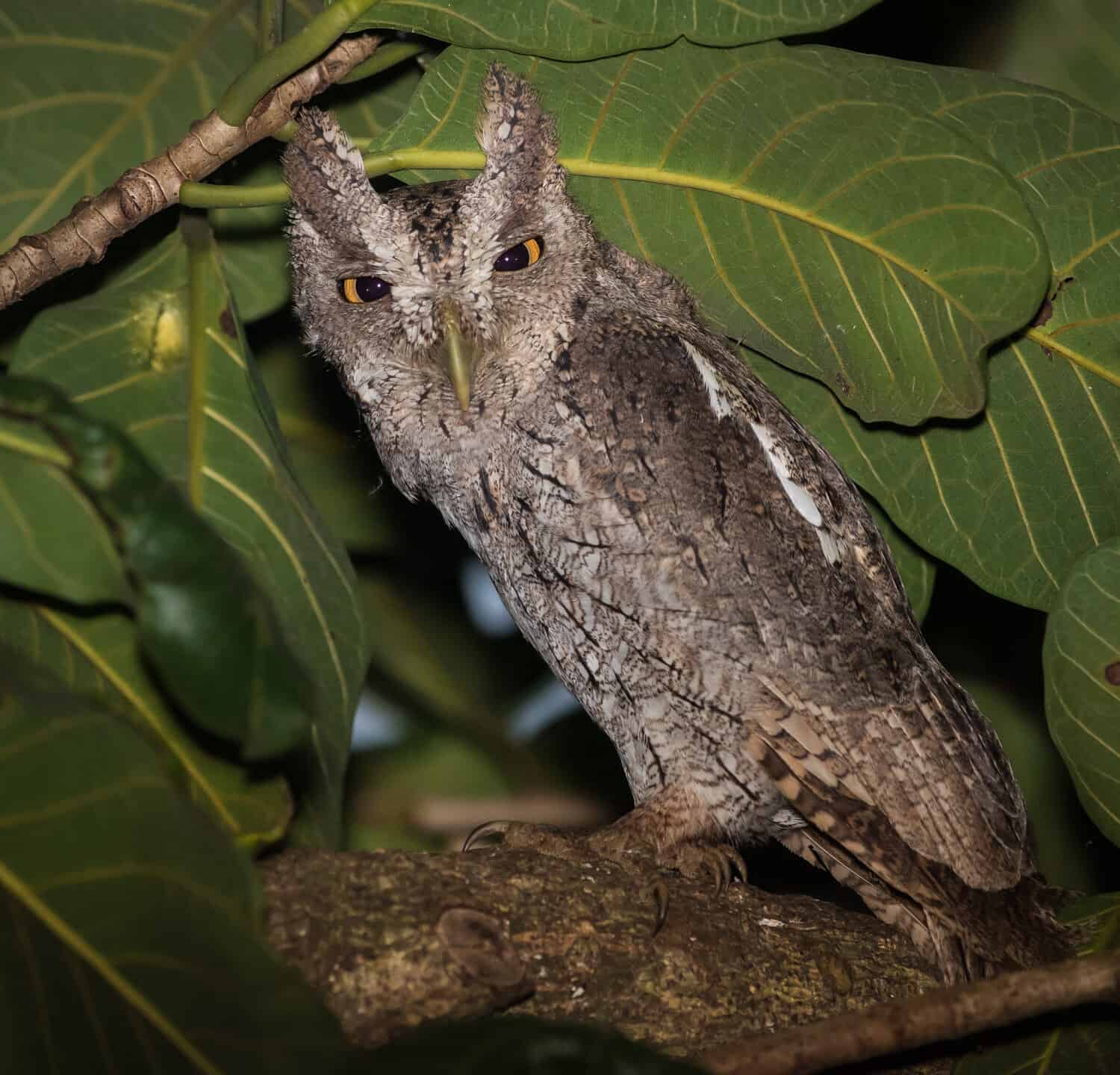Pacific Screech Owl near Tambor on The Nicoya Peninsula, Costa Rica.