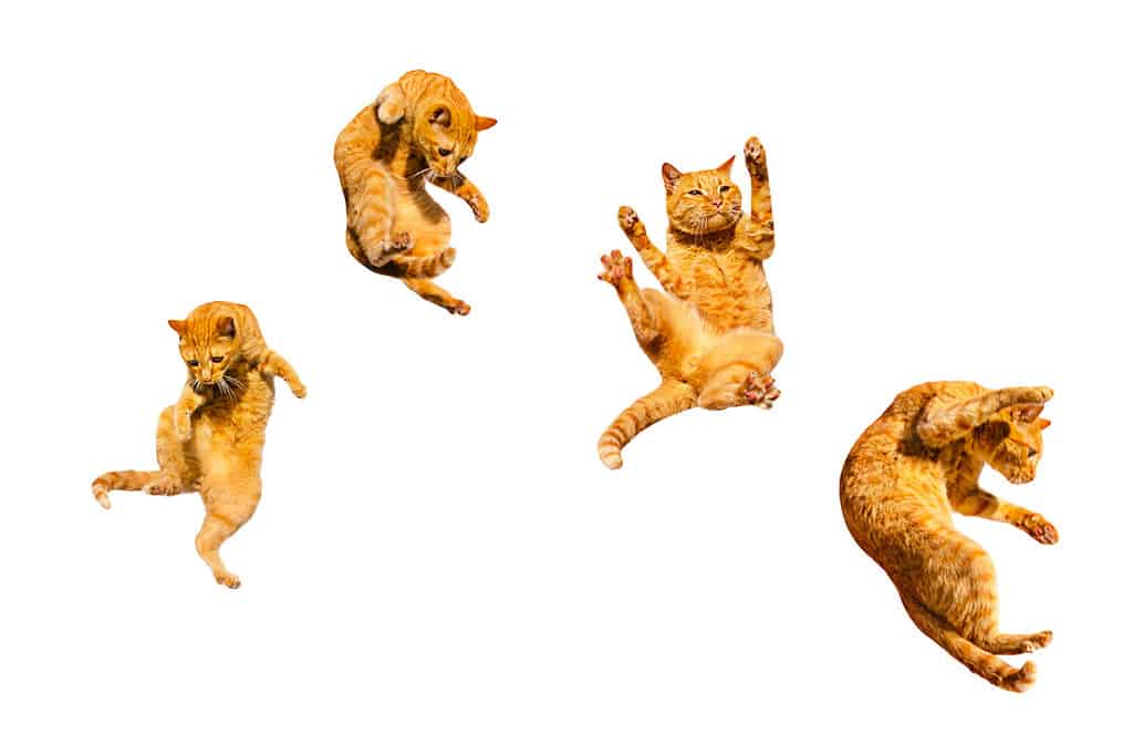 Four ginger flying cats isolated on a white background.