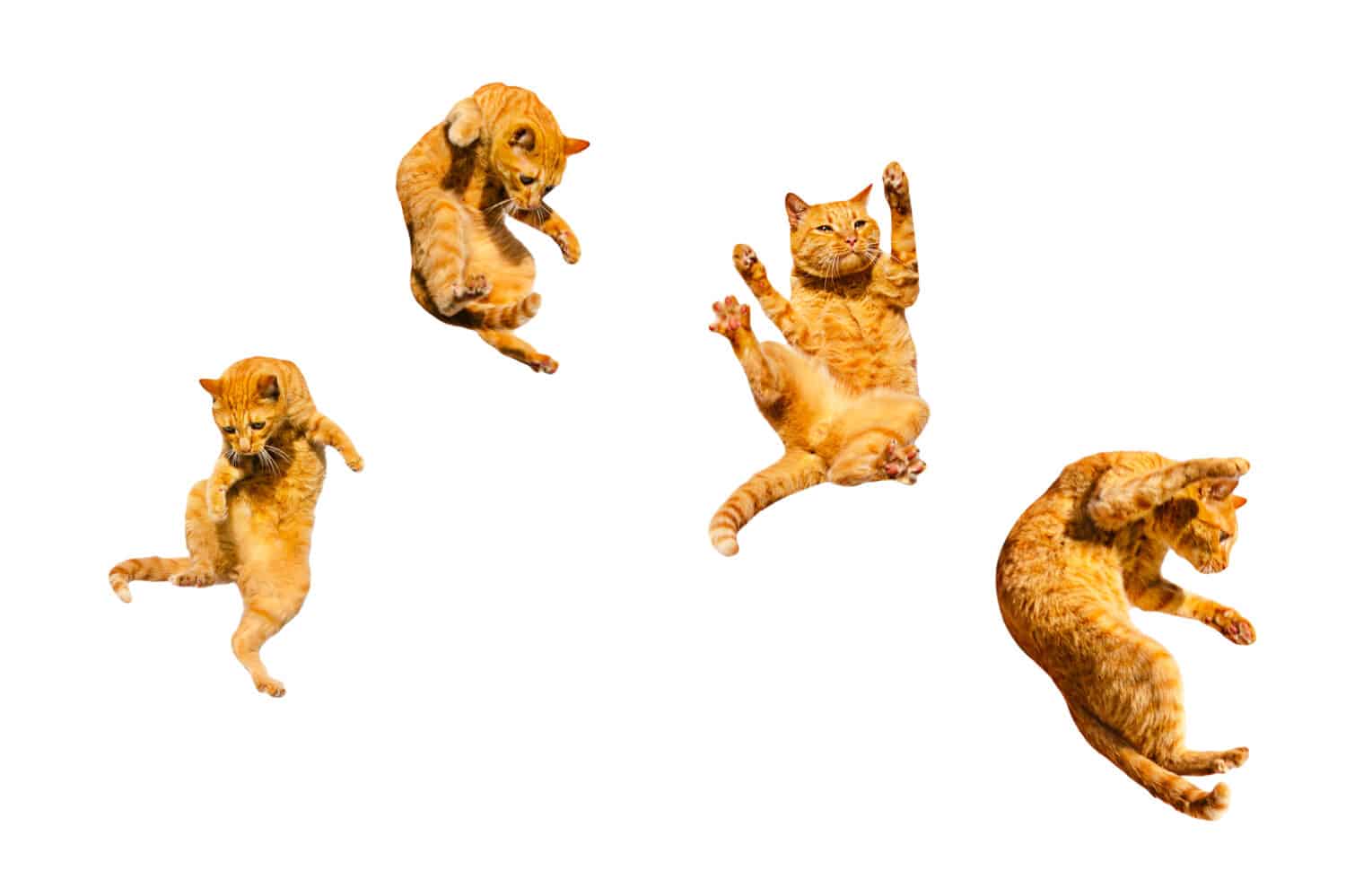 Four ginger flying cats isolated on a white background.