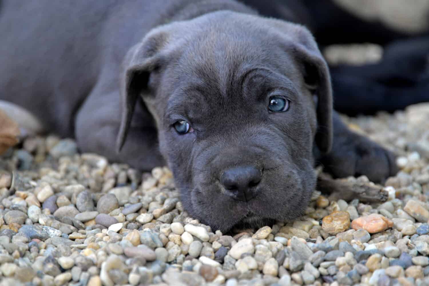 Cute blue eyes Mastiff puppy resting after playing