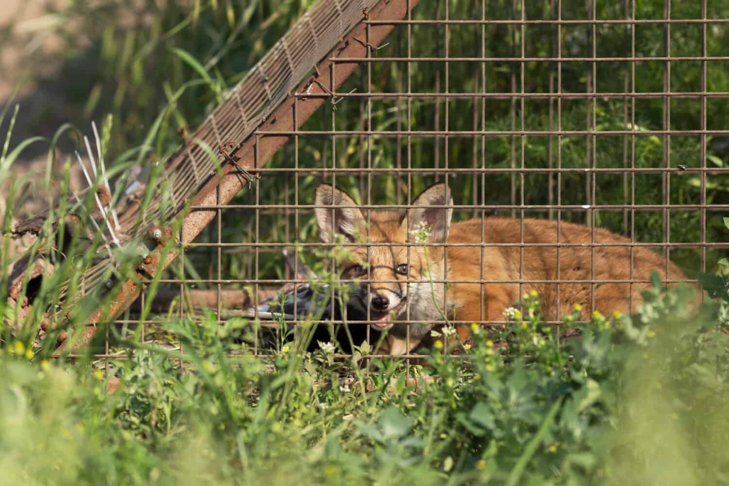 Fox trapped in a cage. the fox trapped into the cage. fox trap