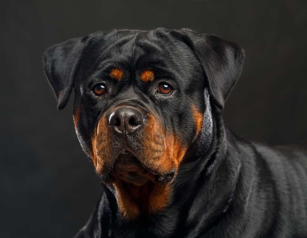 A black and tan Rottweiler laying down, looking slightly intimidating. 