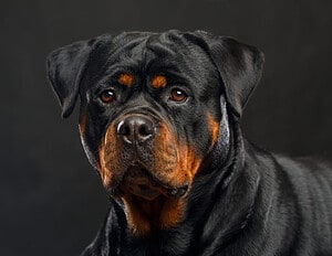 Rottweiler Prices in 2024: Purchase Cost, Vet Bills, and More! Picture