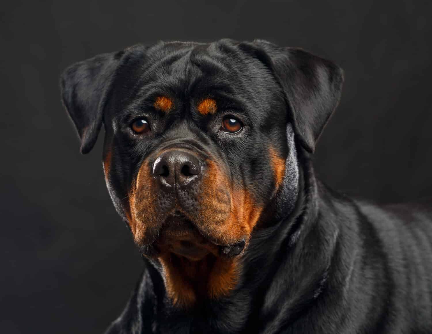 how much do rottweiler dogs cost?