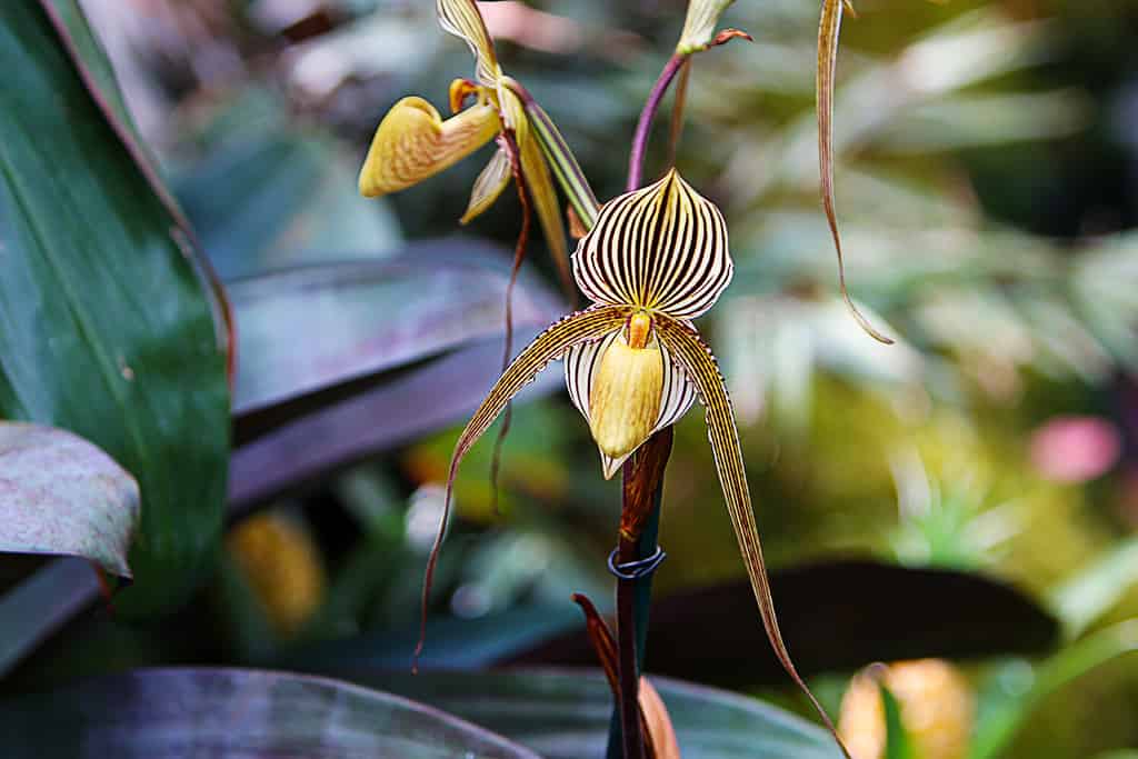 Paphiopedilum rothschildianum (Gold of Kinabalu, Rothschild's slipper orchid) orchid is flowering in the greenhouse, macro. Striped orchid flower.